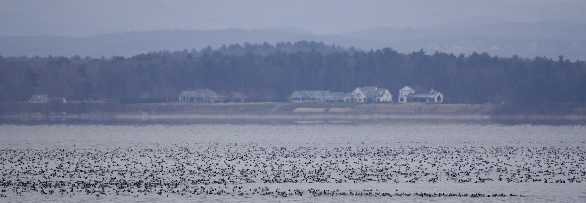 Greater/Lesser Scaup - ML627774237