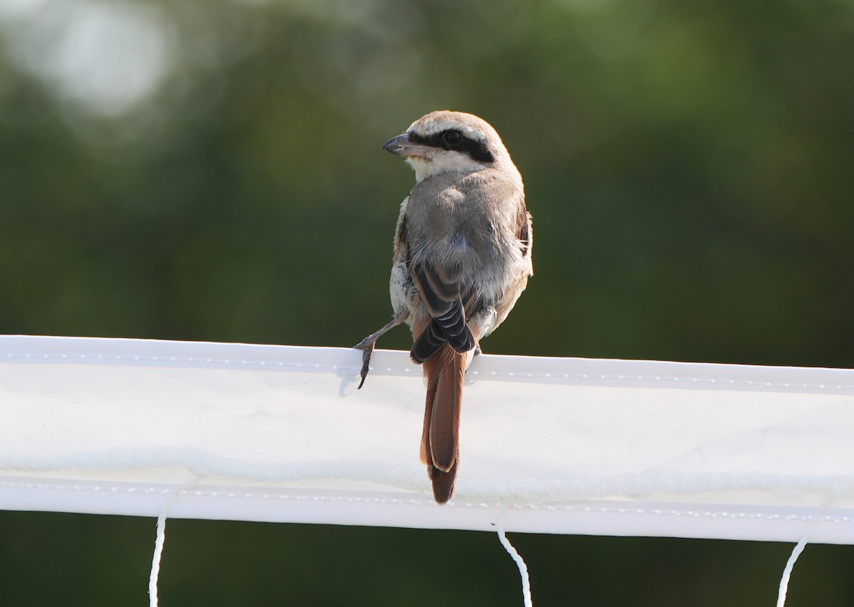 Red-tailed Shrike - ML627774275