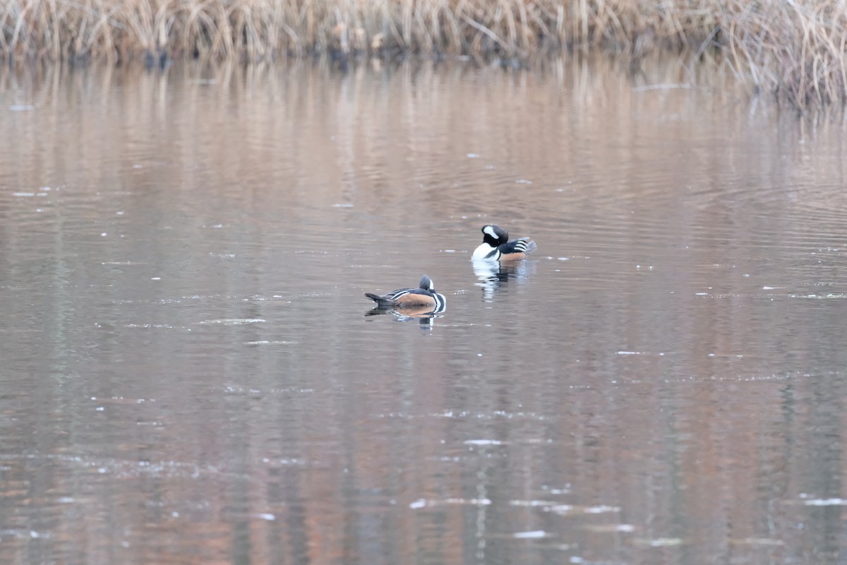 Hooded Merganser - ML627774310