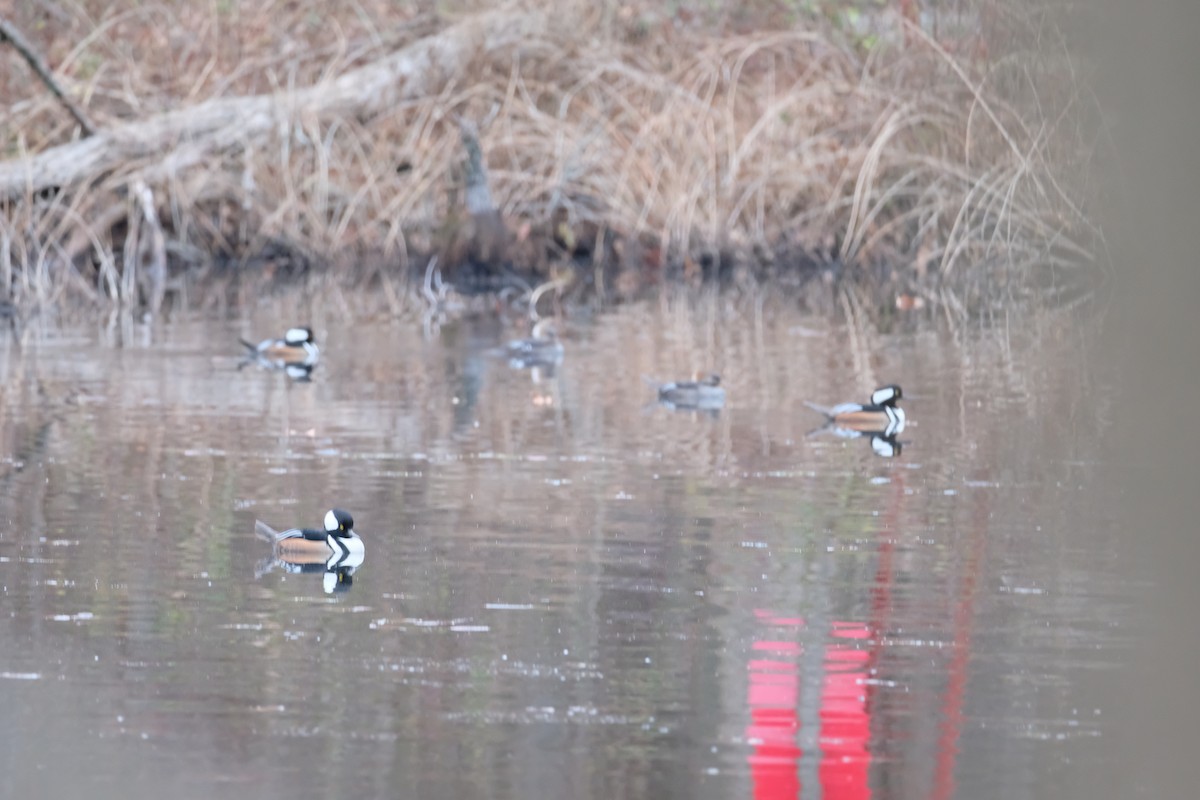 Hooded Merganser - ML627774311