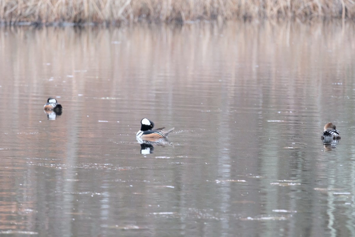 Hooded Merganser - ML627774313