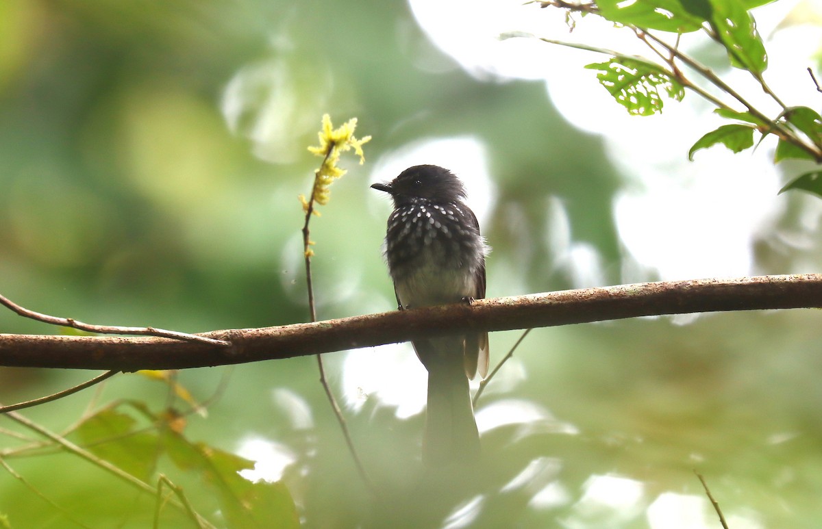 Spotted Fantail - ML627774453