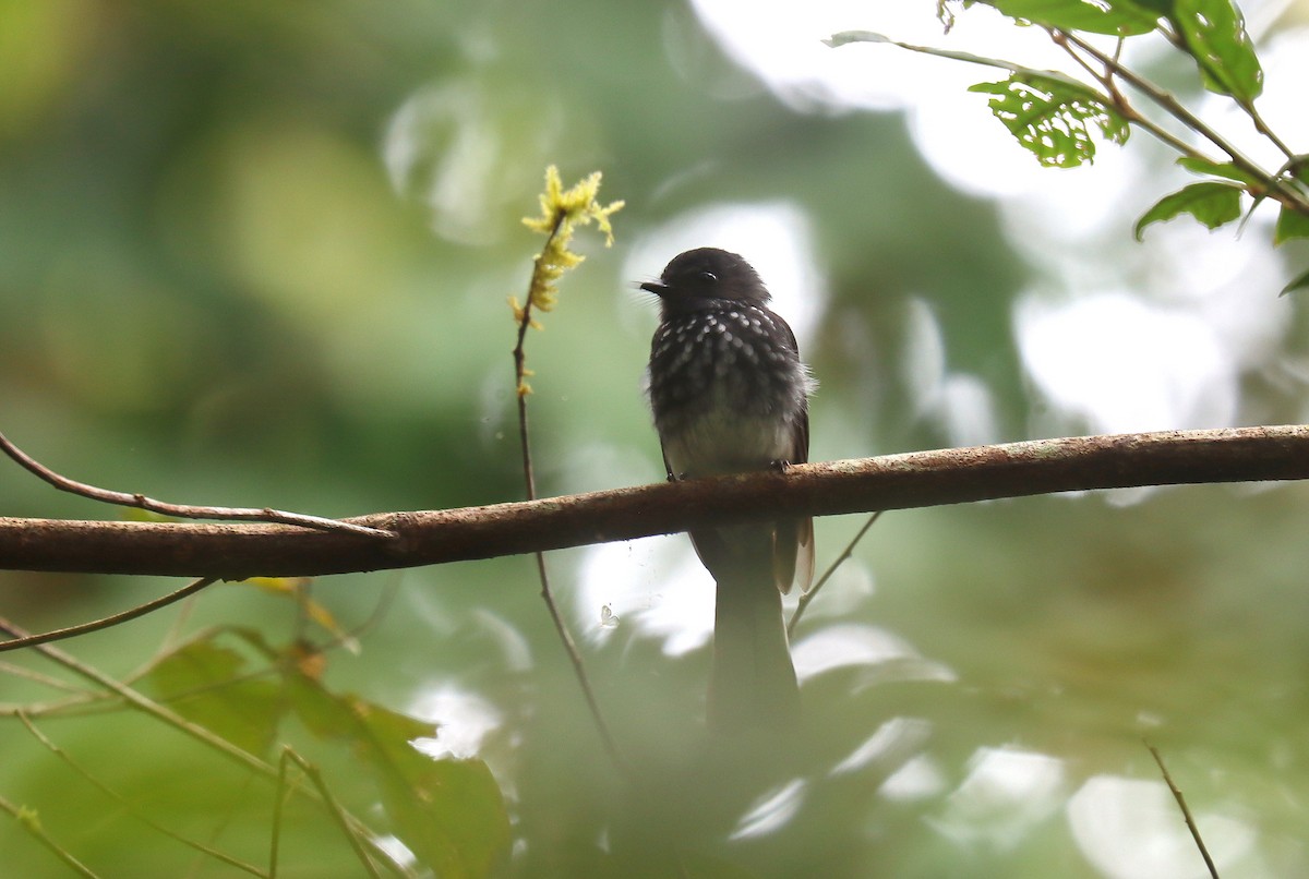 Spotted Fantail - ML627774454