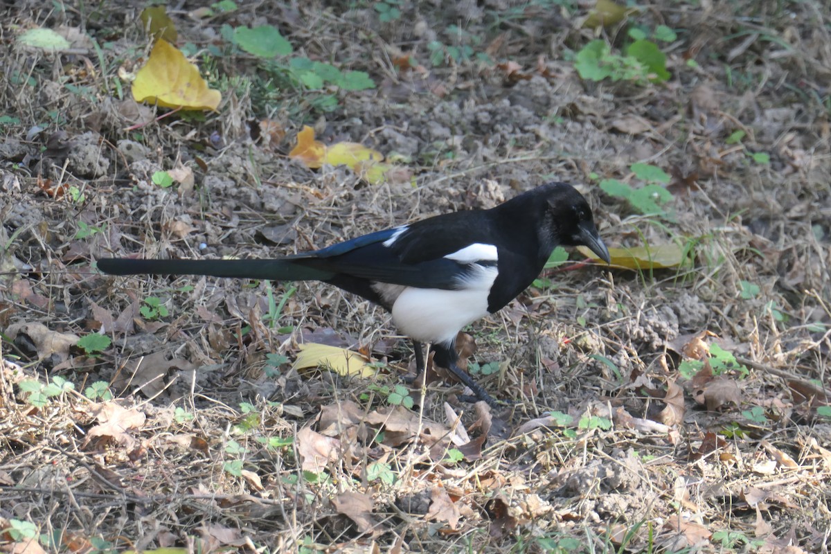 Oriental Magpie - ML627774548