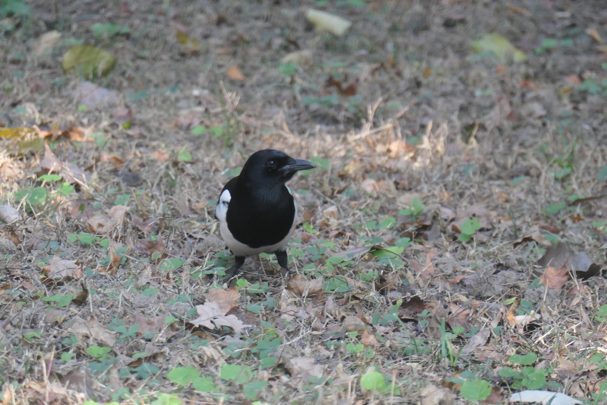 Oriental Magpie - ML627774549