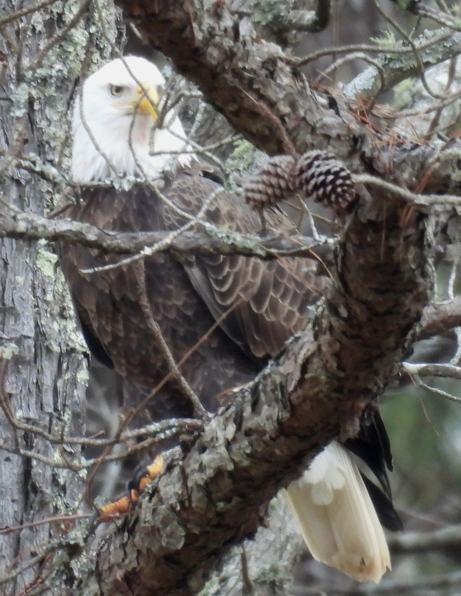 Bald Eagle - ML627774665