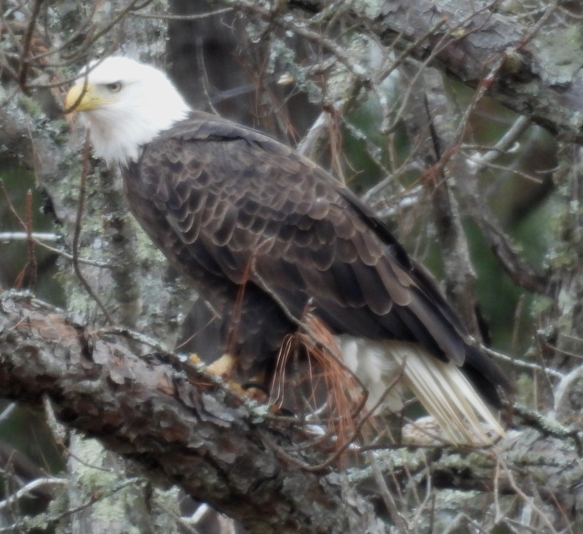 Bald Eagle - ML627774666