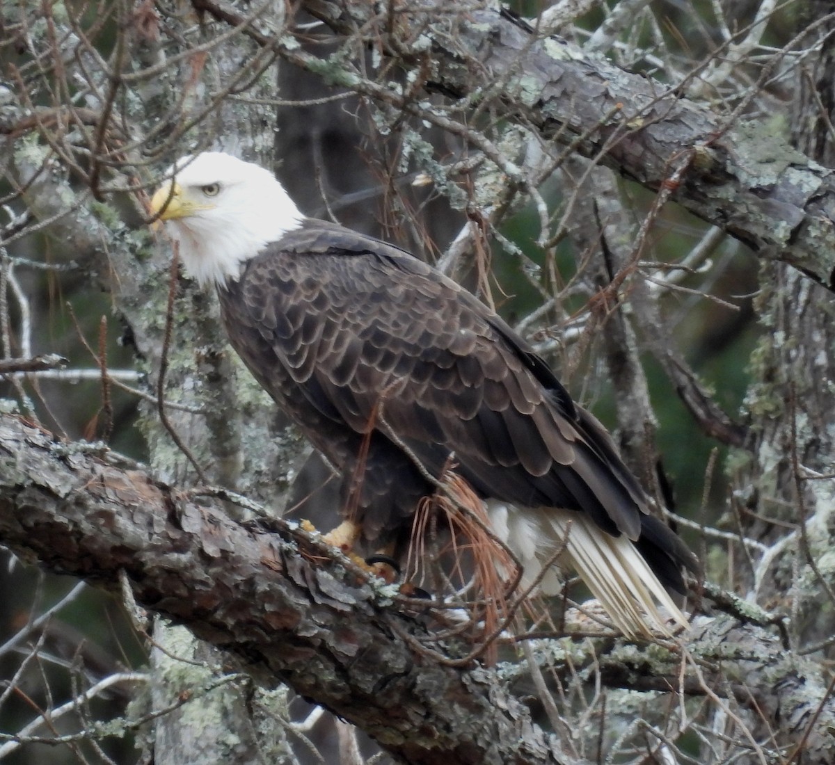 Bald Eagle - ML627774667