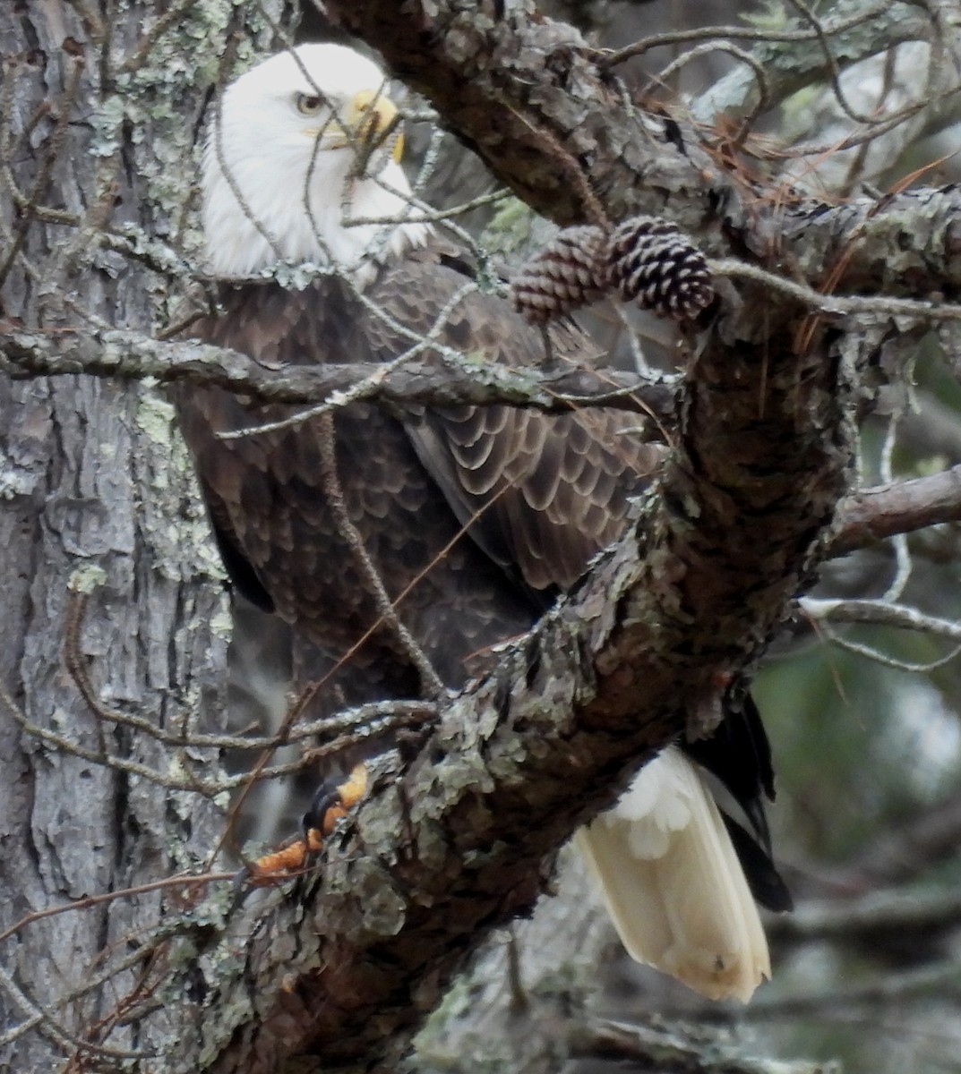 Bald Eagle - ML627774668