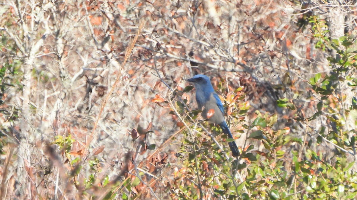 Florida Scrub-Jay - ML627774698