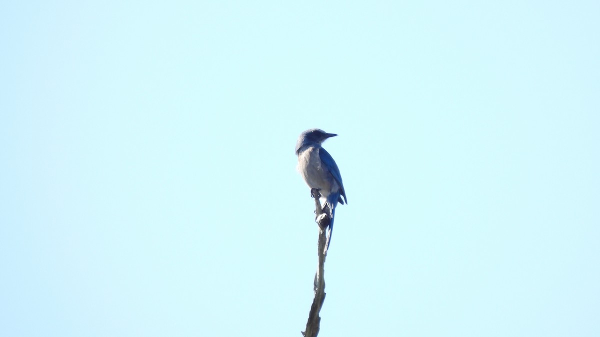 Florida Scrub-Jay - ML627774699