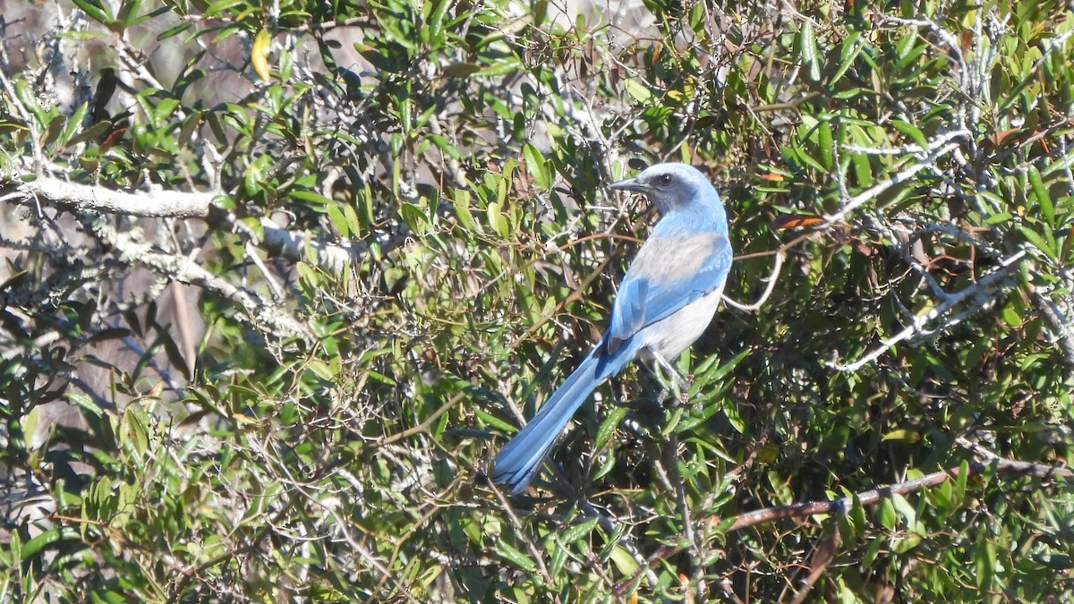 Florida Scrub-Jay - ML627774701