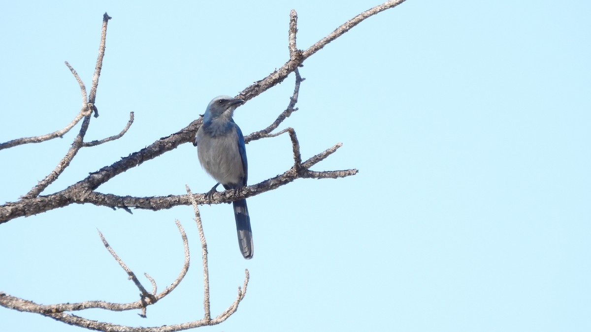 Florida Scrub-Jay - ML627774702