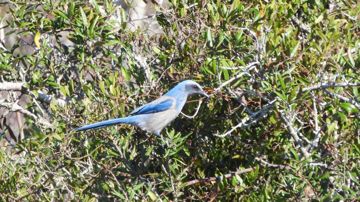Florida Scrub-Jay - ML627774703
