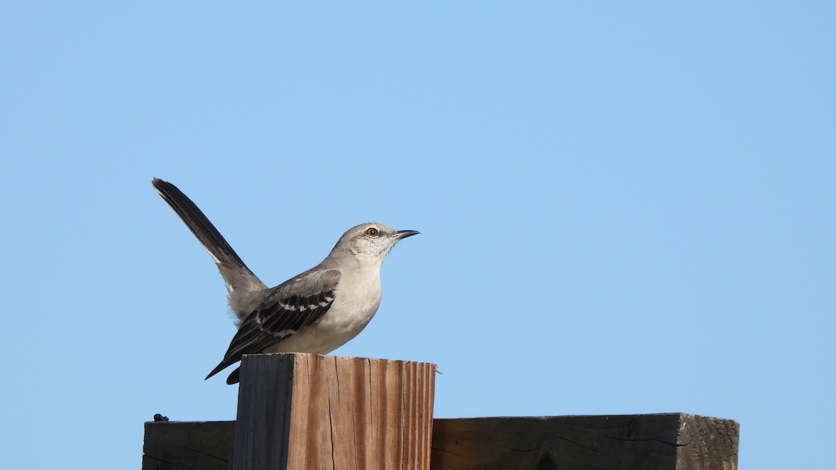 Northern Mockingbird - ML627774737