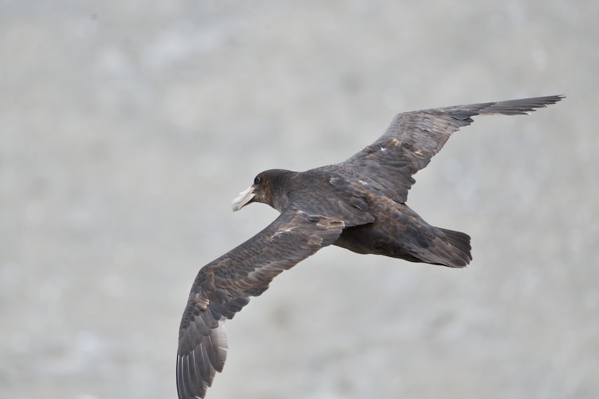 Southern Giant-Petrel - ML627774757