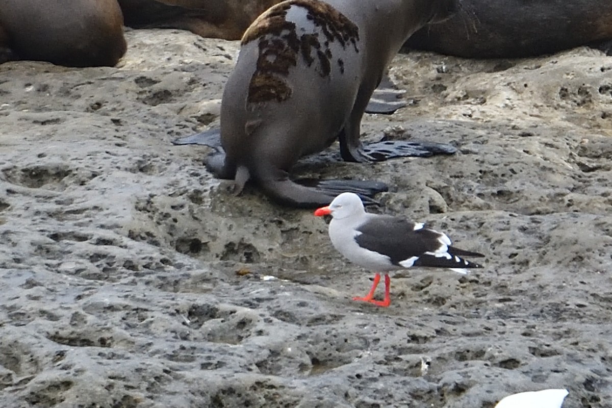 Dolphin Gull - ML627774758