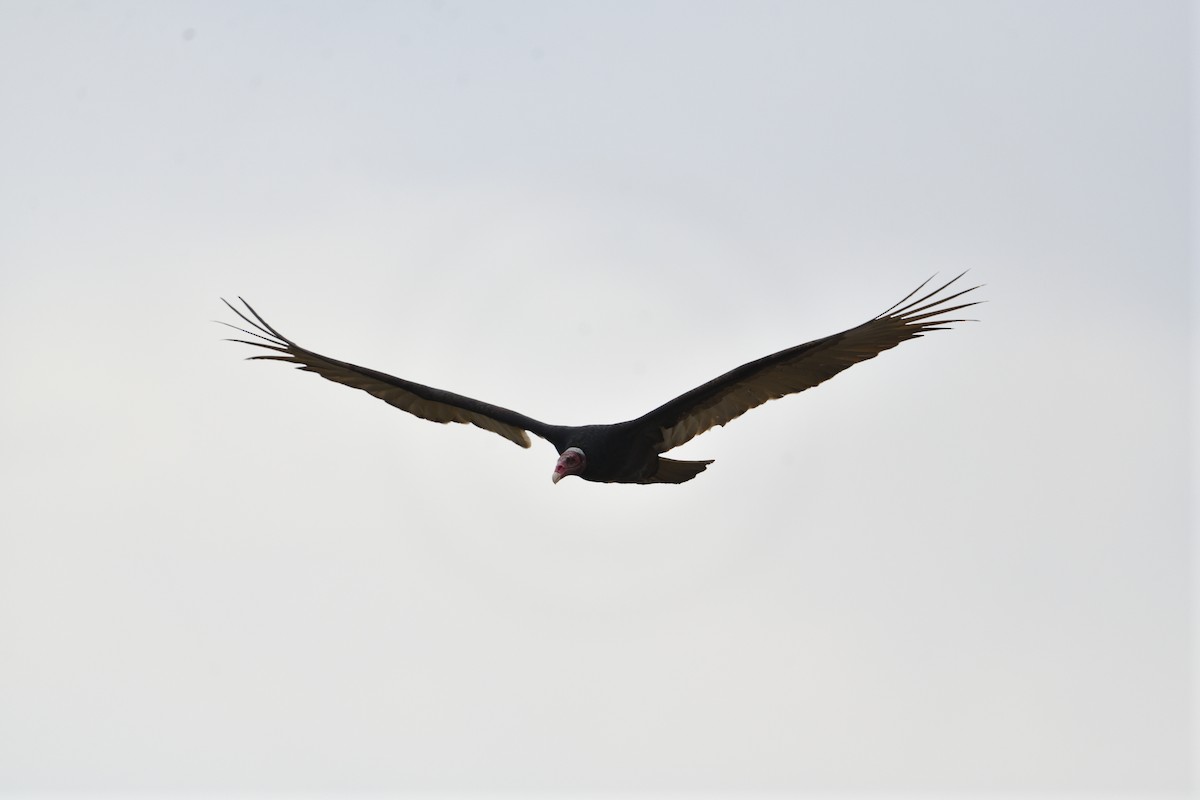 Turkey Vulture (South Temperate) - ML627774762