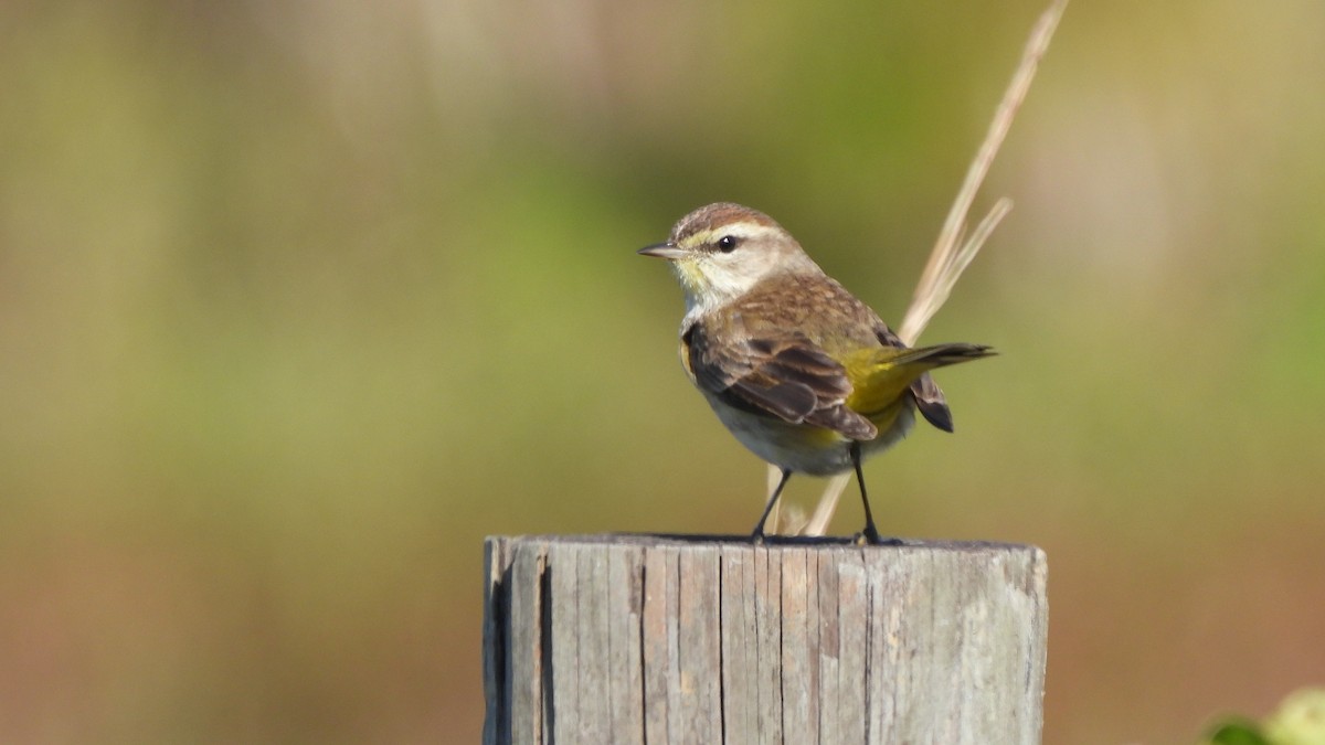 Palm Warbler - ML627774767