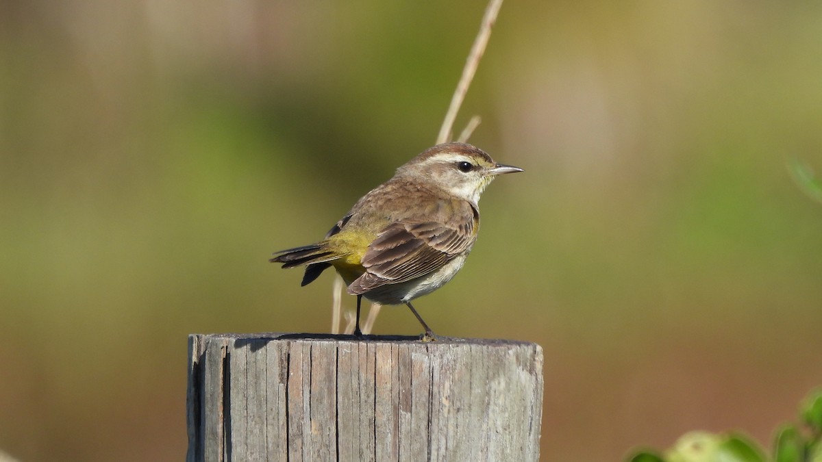 Palm Warbler - ML627774768