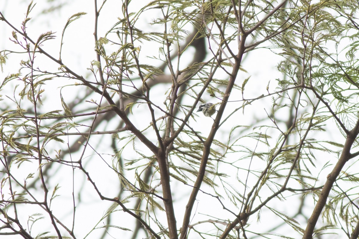 Yellow-rumped Tinkerbird - ML627774770