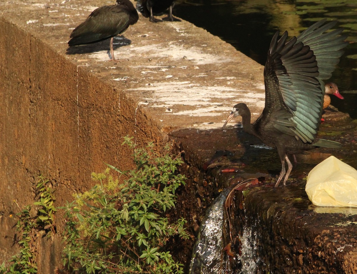 Bare-faced Ibis - ML627774777