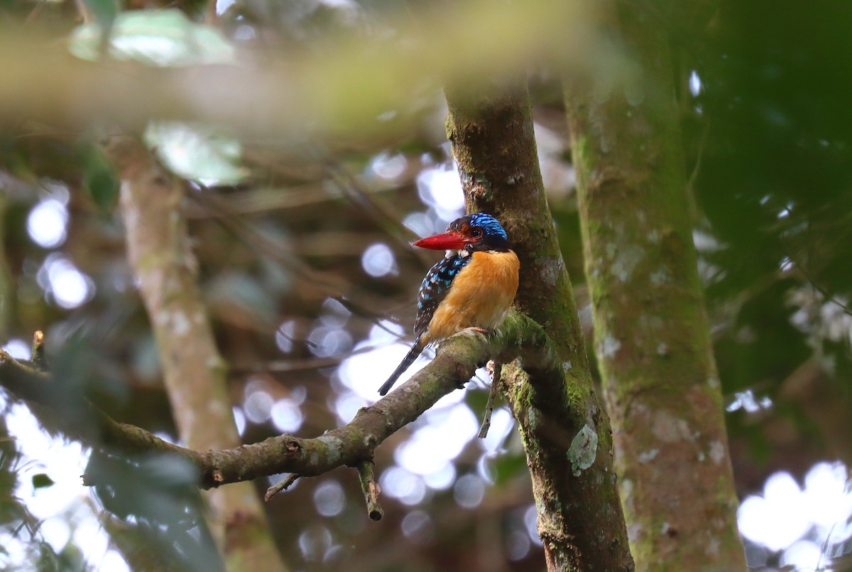 Banded Kingfisher - ML627774784