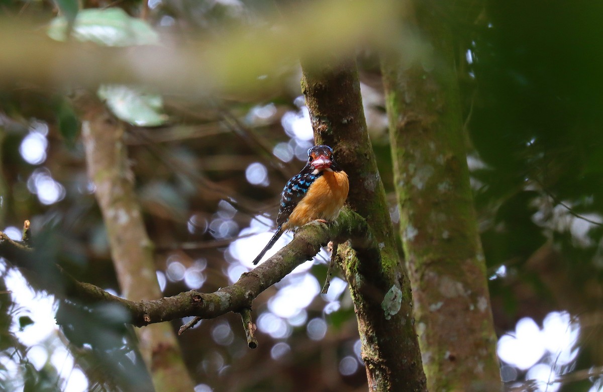 Banded Kingfisher - ML627774785