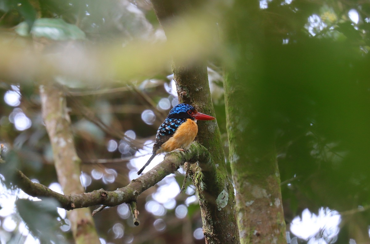 Banded Kingfisher - ML627774786