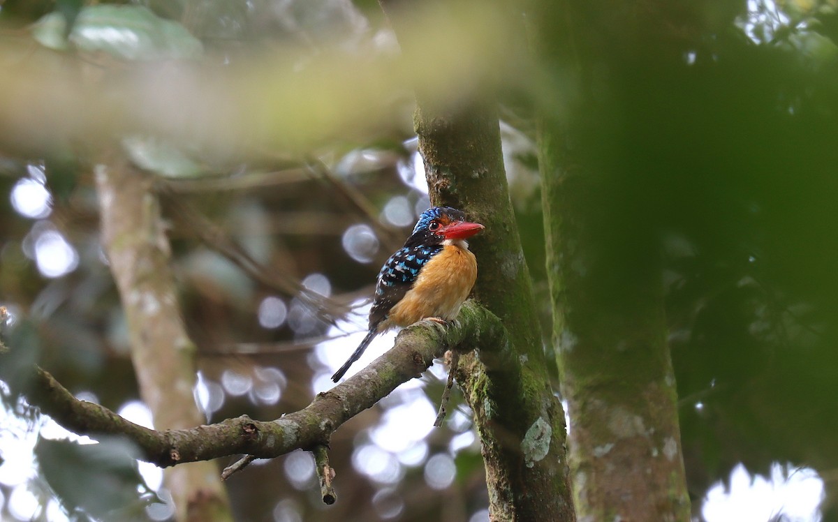 Banded Kingfisher - ML627774818