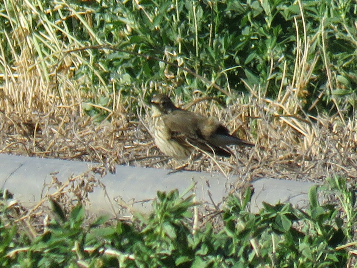 American Pipit - ML627774828