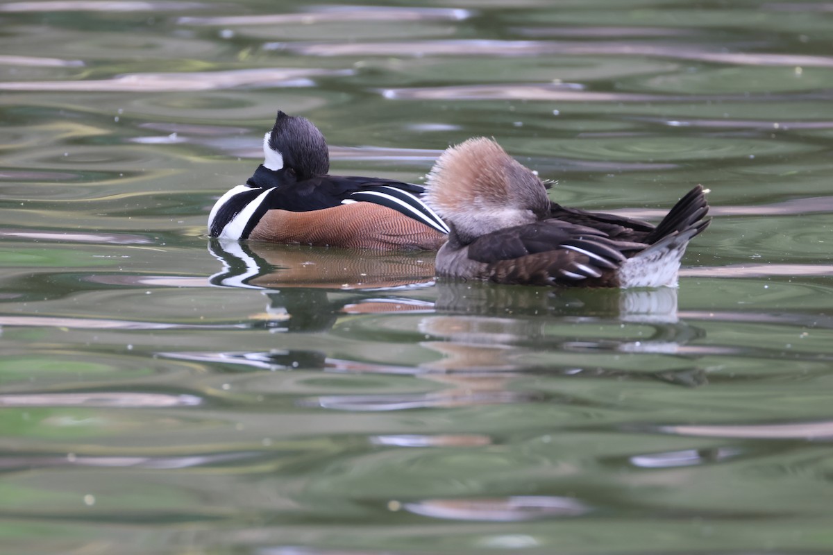 Hooded Merganser - ML627774930