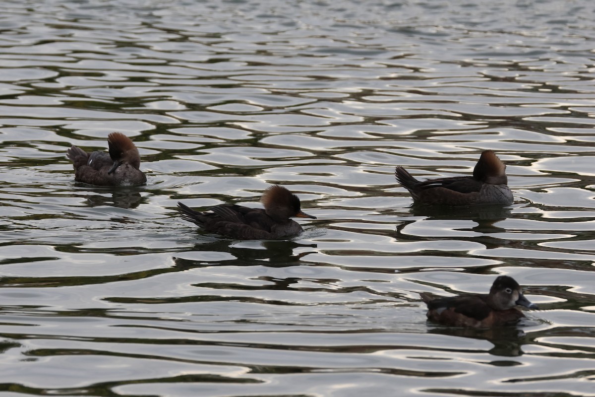 Hooded Merganser - ML627774944