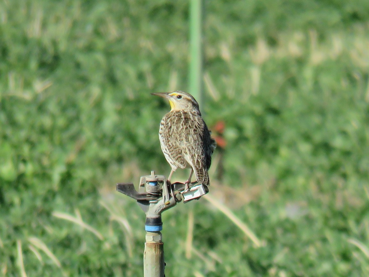 Western Meadowlark - ML627774948