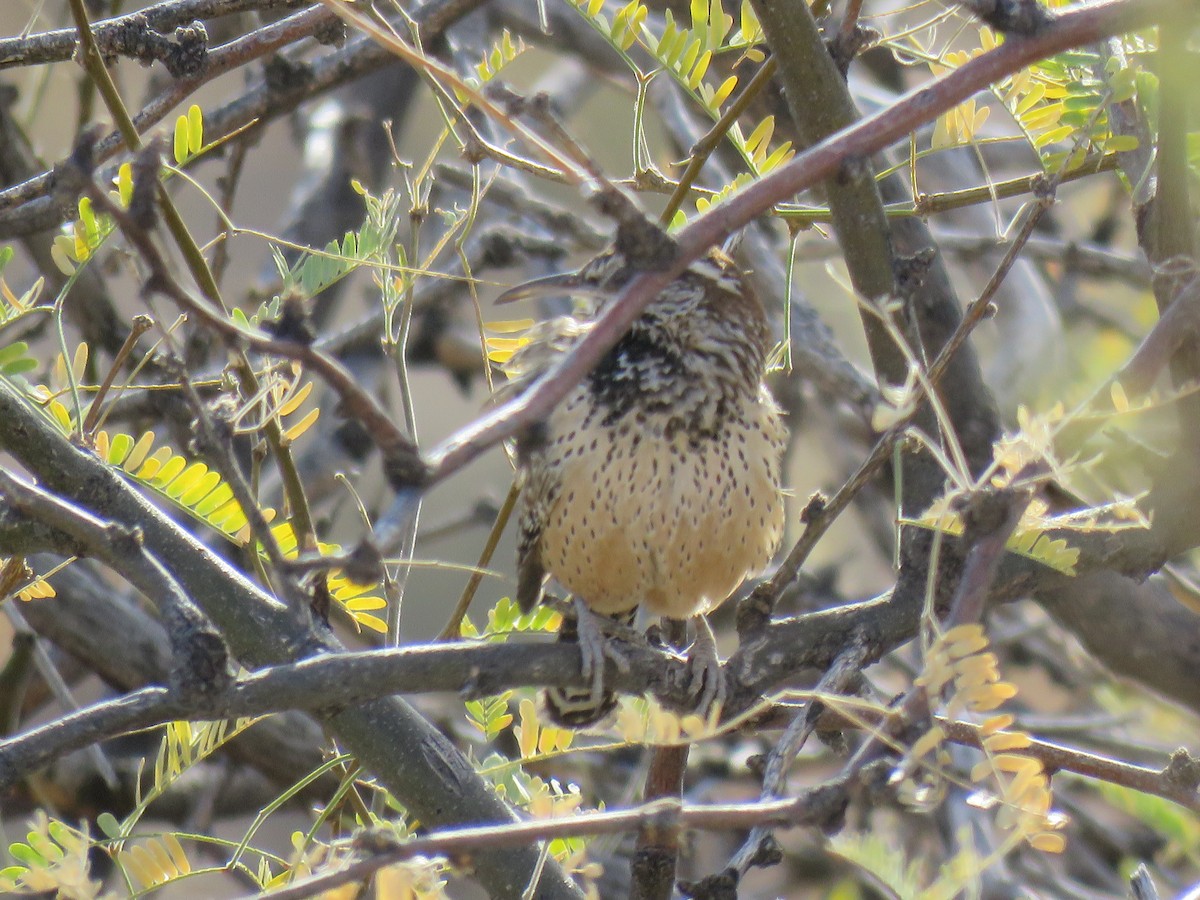 Cactus Wren - ML627775004