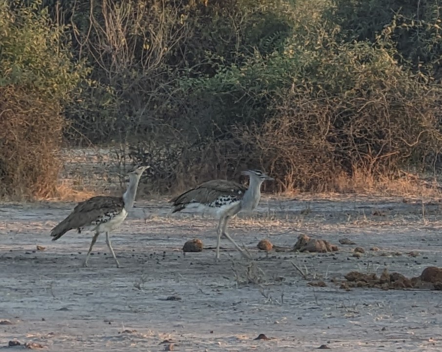 Kori Bustard - ML627775007