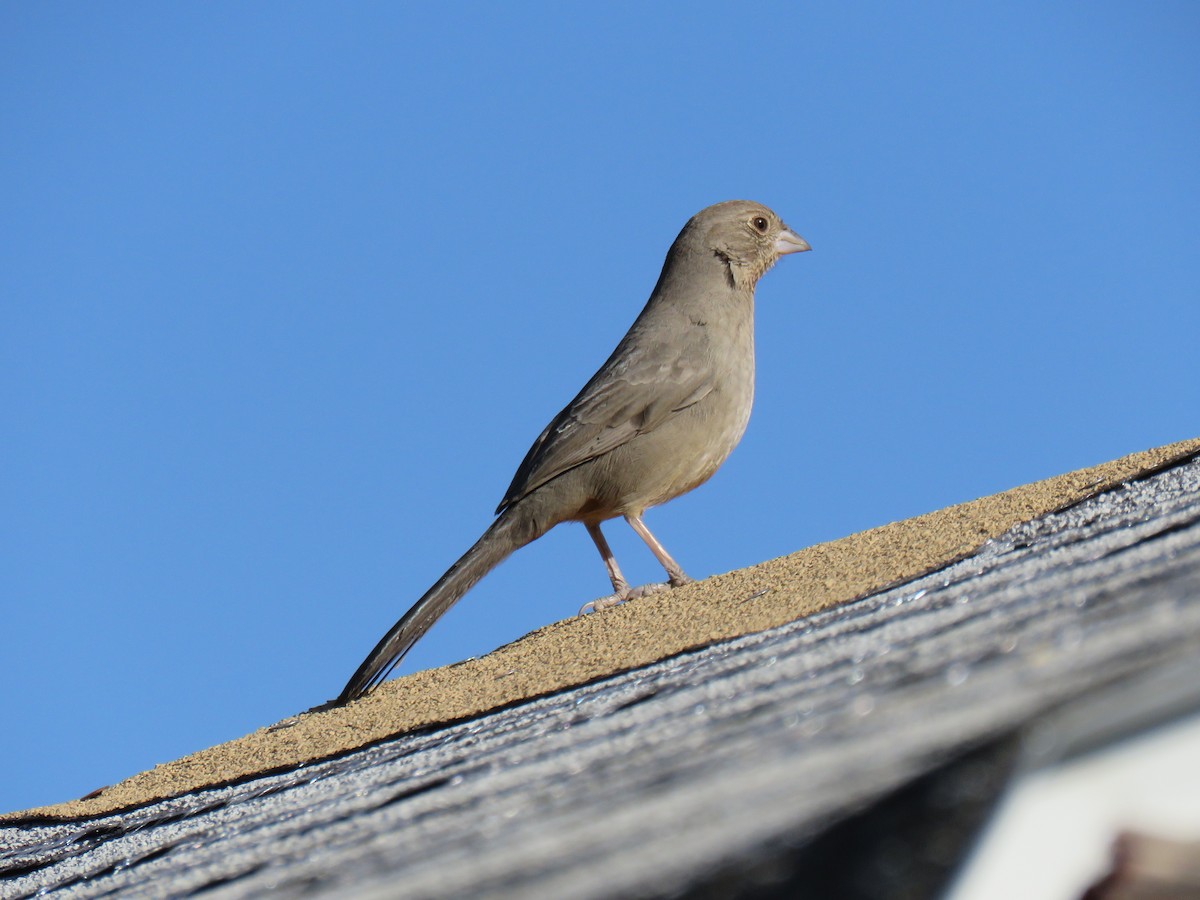 Canyon Towhee - ML627775067