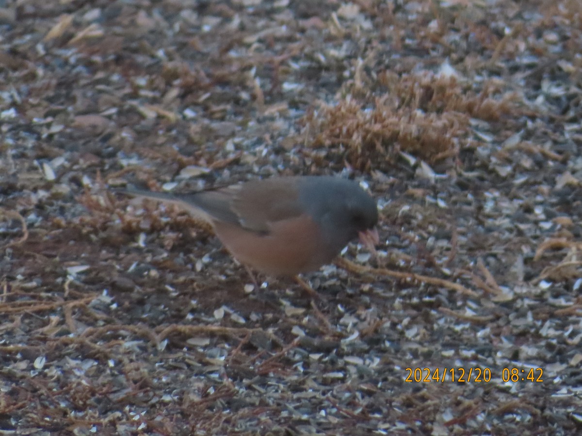 Dark-eyed Junco (Pink-sided) - ML627775094