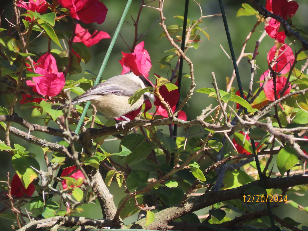 Mésange de Caroline - ML627775100