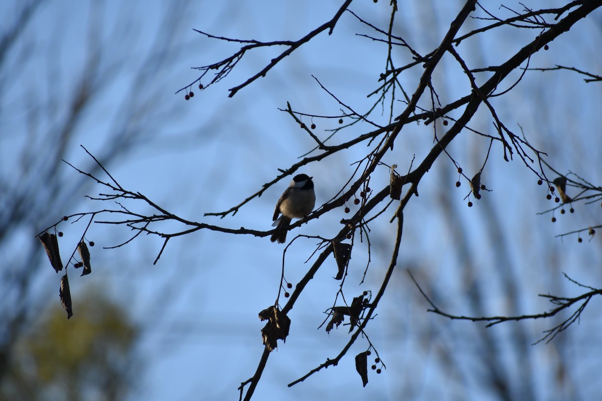 Mésange de Caroline - ML627775102