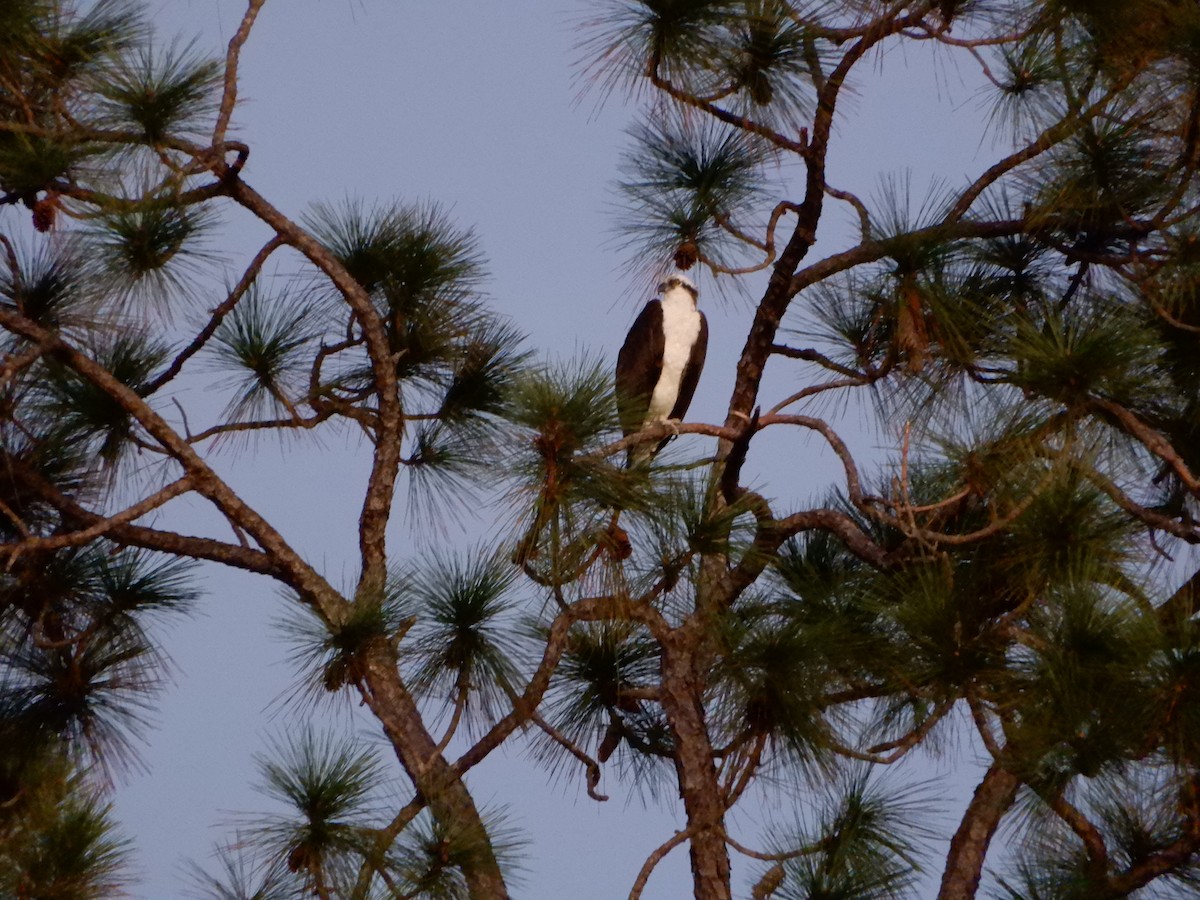 Osprey - ML627775159