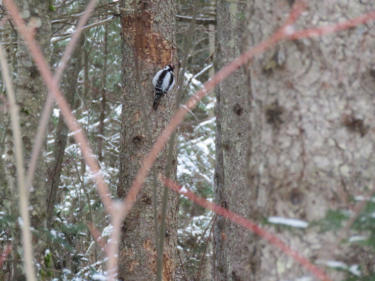 Hairy Woodpecker - ML627775166