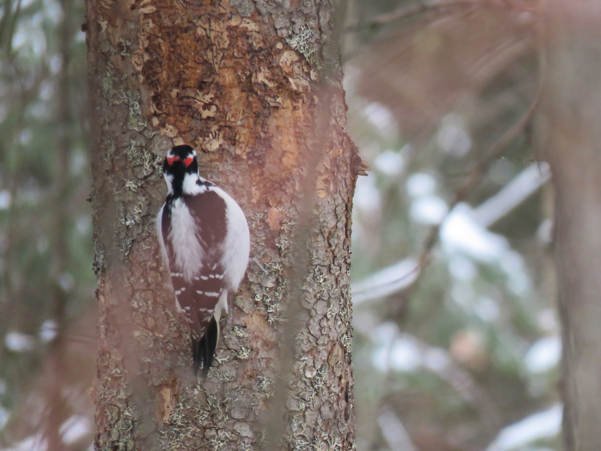 Hairy Woodpecker - ML627775167