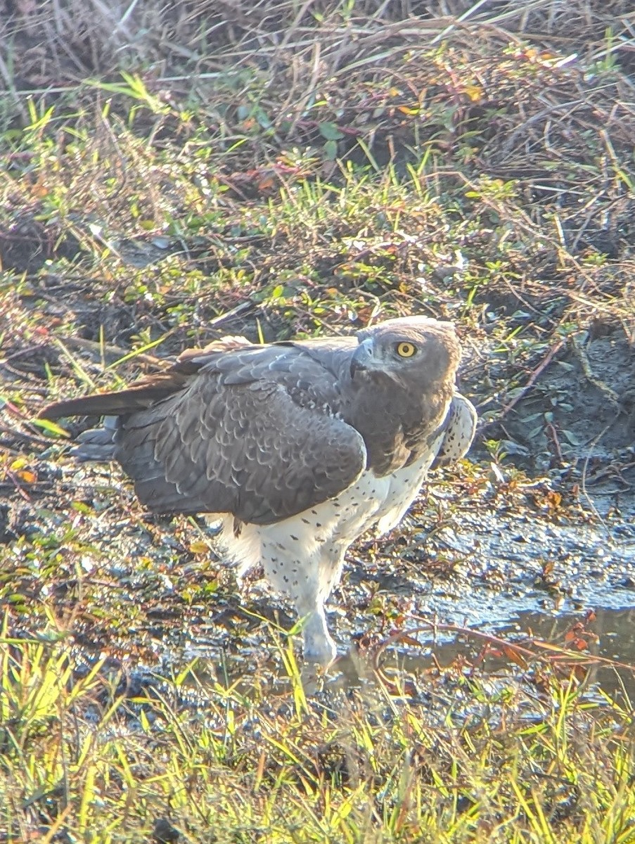 Martial Eagle - ML627775181