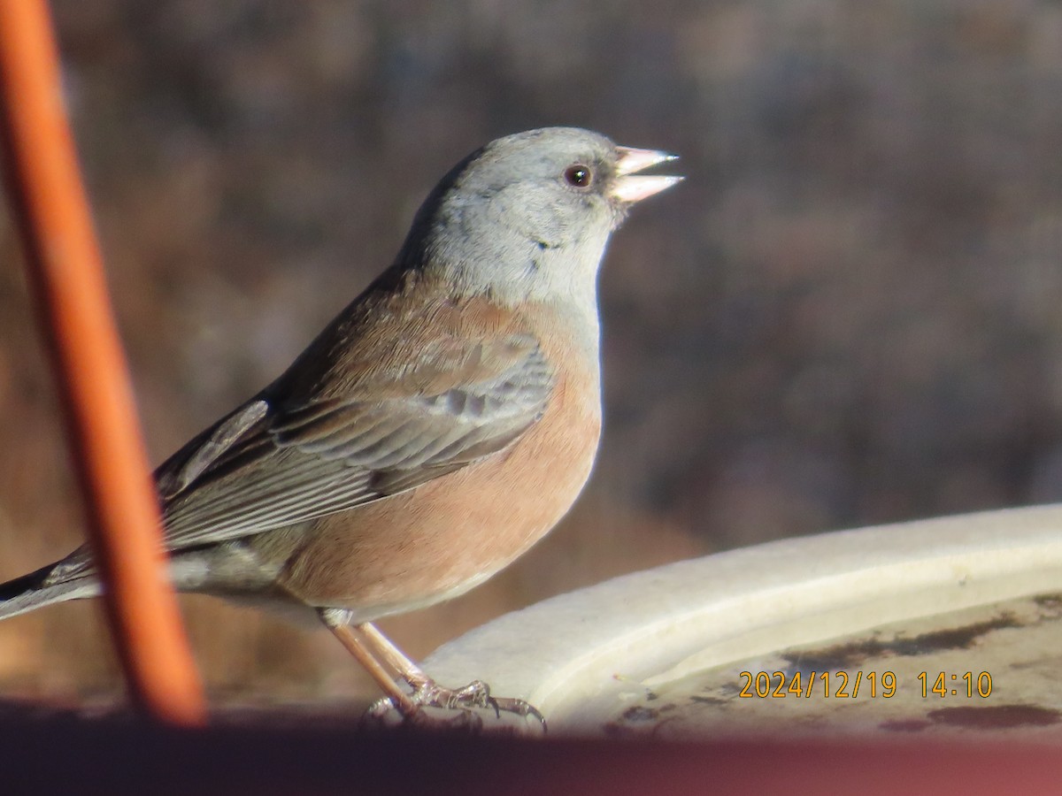 Dark-eyed Junco (Pink-sided) - ML627775202