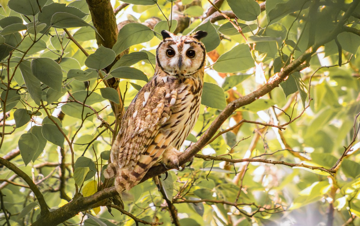 Striped Owl - ML627775303