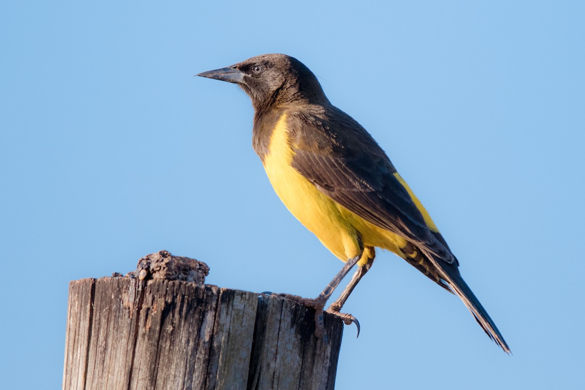 Yellow-rumped Marshbird - ML627775310