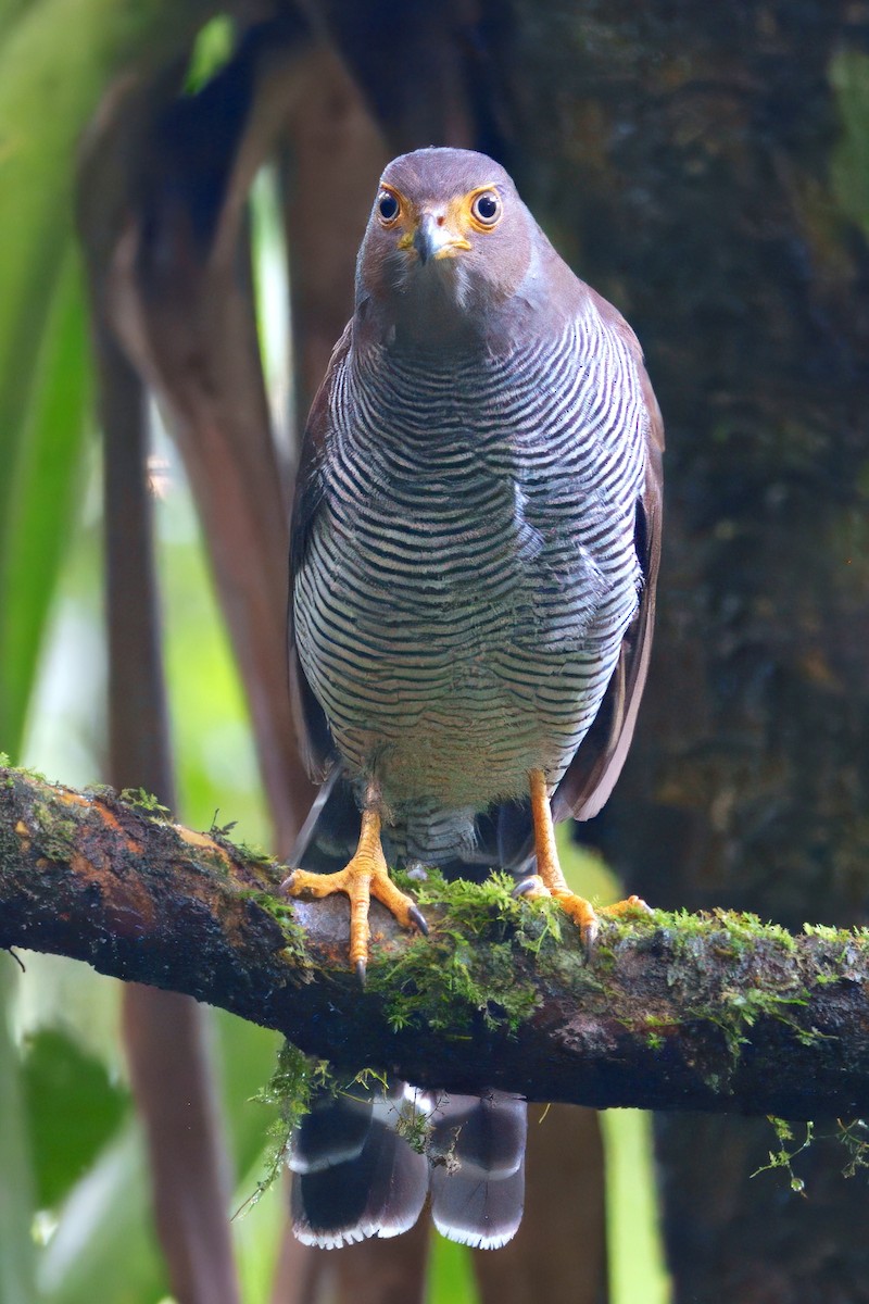 Barred Forest-Falcon - ML627775330