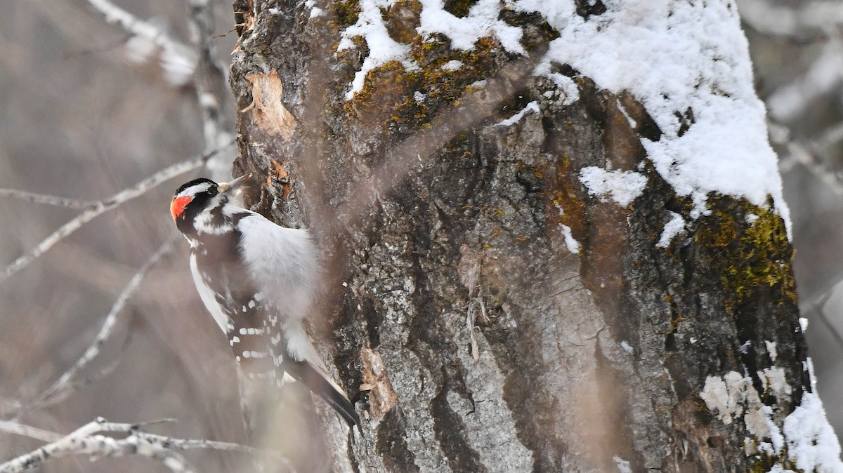 Hairy Woodpecker - ML627775349