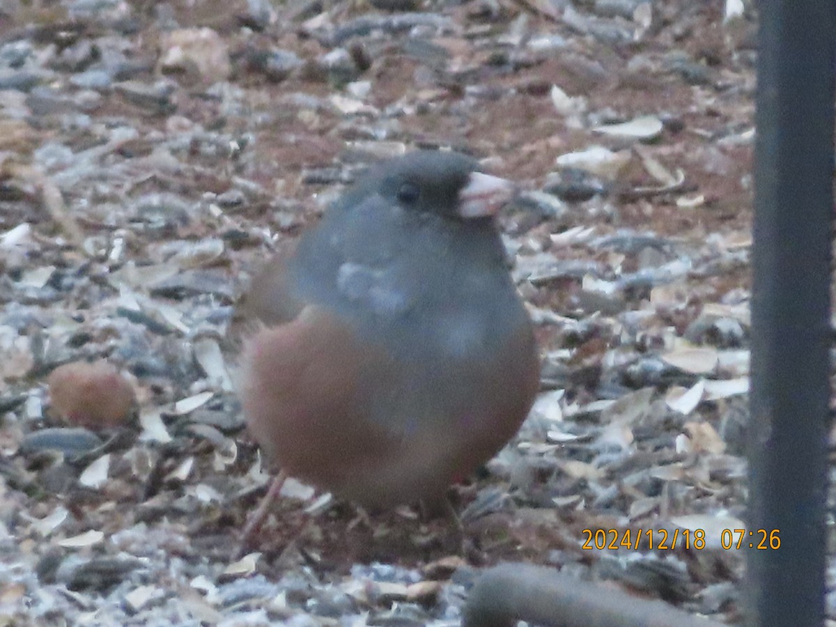 Dark-eyed Junco (Pink-sided) - ML627775368